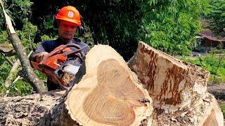 best quality tamarind tree cutting with STIHL and Husqvarna chainsaws