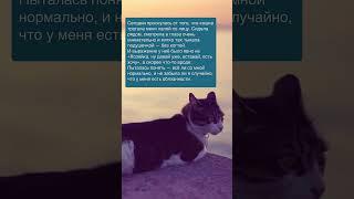 История про кошку, которая нежно будила по утрам  Зацените историю: Часть №150