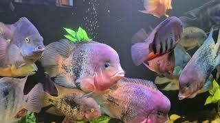 Giant Cichlid vieja synspilum,red severum,flowerhorn,vieja argantea,frontosa,pleco,arowana