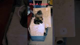 Cat gets stuck. #cat #pets #funny