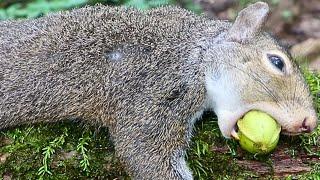 SQUIRREL HUNTING HICKORY TREES, AFTER A RAIN