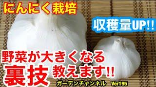 【にんにく　巨大化】一般的な野菜を大きく成長させる裏技があります‼︎コレ特別に教えちゃいますVer195【カーメン君】【にんにく】【ニンニク】【家庭菜園】【園芸】【裏技】【garlic】【ガーリック】