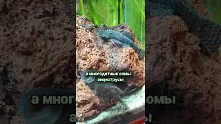 Аквариум спустя время #рыба #аквариум #aquascape #aquarium #аквариумныерыбки #рыбки #fishtank