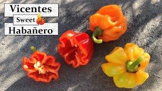 Vicentes Sweet Habanero - Milde Habanero I Capsicum chinense I Review