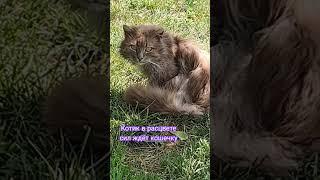 #shorts#котик#бездомный#кошечка#позитивчик