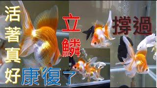 觀賞魚 立鱗病好了/ [Busy businessman CABOT]