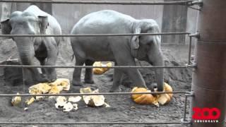 Elefanter får kæmpegræskar fra Tivoli | Copenhagen Zoo