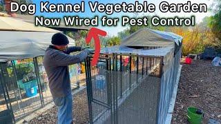 PERFECT Vegetable Garden to Keep Out PEST & Protect Growing Food ‘NOW WIRED’ in Dog Kennel *Update