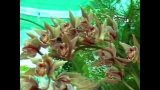 ORCHID SHOW - Part-1