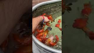 Hand Feeding Fish