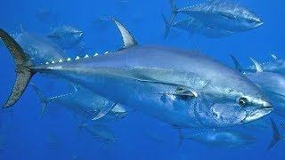 Tuna - The Forgotten Superpredators