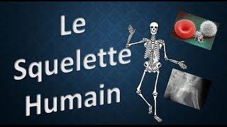 SQUELETTE HUMAIN - Explique-MOI