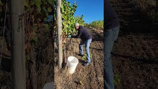 Art Fernandez Picking Grapes in Oregon