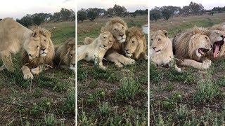 Cuddling Lion Brothers Interrupted By Annoying Sister