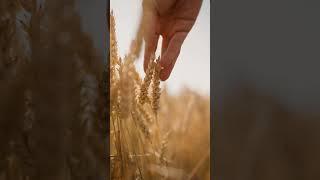 Tribute to Farmers on Kisan Diwas | Farmer's Day Whatsapp Status Video 2024 | Happy Farmers Day 2024