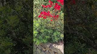 Spring Details from Sardinia – Wild Plants Near Olbia
