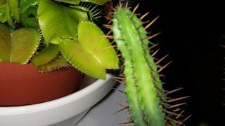 CACTUS VS VENUS FLYTRAP! OMG SCARY!