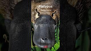 Platypus: Things you never knew