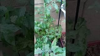 Winter Tomatoes Growing Tip