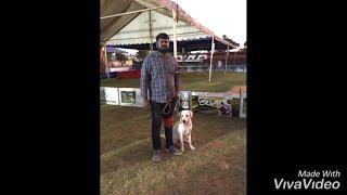 Performance In Madras Canine Club International Dog Show - Obedience C7  @YMCA Chennai.