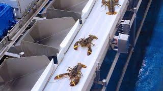 Lobster Sorting at Fleet Fisheries HQ Facility - Fisherman's Market Seafood Outlet - EatLobster.com