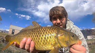 INSANE Sight Fishing for MONSTER Carp in a SHALLOW Creek!