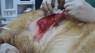 CAP 25 VETERINARIO ONLINE: gran herida PERRO Y GALLINA endoscopia