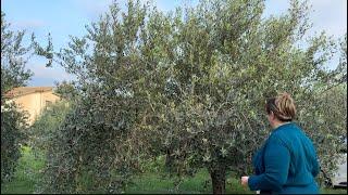 Mettiamo il fotovoltaico / raccolgo le olive per fare i vasetti 🫒 preparo i filoncini di pane ￼