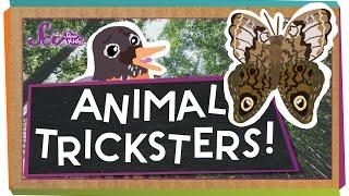 Animal Tricksters!