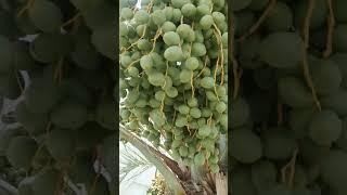 moments nature  ....#dates #mint #plants #garden #farm #qatar ##qatarlife #qatarliving #nature #life