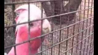 Pink and Grey Galah