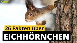 26 Steckbrief-Fakten über Eichhörnchen - Doku-Wissen über Tiere - für Kinder