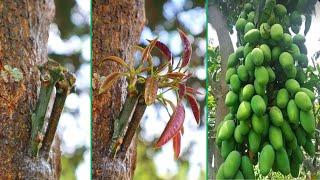 Best Natural Aloe Vera Hormone For Mango Tree Grafting | Multi Grafting On One Mango Tree