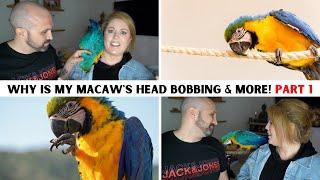 BABY MACAW BODY LANGUAGE AND BEHAVIOURS PART 1 | SHELBY THE MACAW