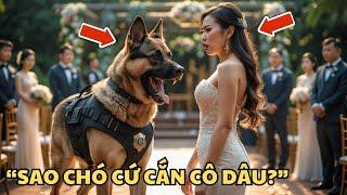 Chú Chó Bất Ngờ Cắn Cô Dâu Trong Đám Cưới Và Cứu Cả Một Cuộc Đời!