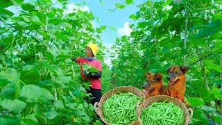 Harvesting String Beans Goes To Market Sell - Taking care of puppies, Farm, Garden | Tieu Lien