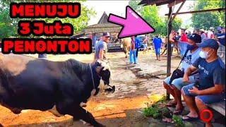 SAPI NGAMUK DILUAR NALAR ‼️DIPASAR PRAMBANAN