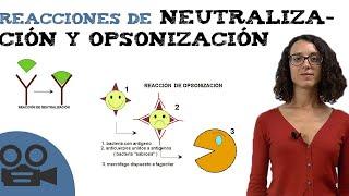 Reacciones de neutralización y opsonización