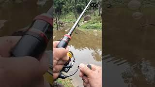 SNAKEHEAD FISHING | LURE FISHING #shortsvideo #lurefishing