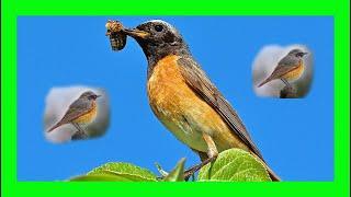 Common Redstart Bird Song, Call, Chirp, Voice - Colirrojo Real Canto - Phoenicurus Phoenicurus