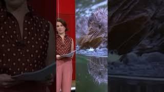 Wild Beavers Return to England After 400 Years AMAZING Results!