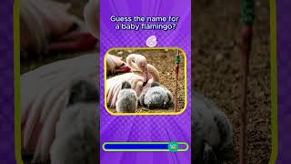 Little Ones Quiz: Guess the Baby Animal! #funquiz #animals #everydayquiz