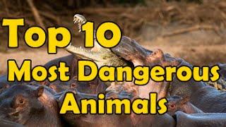 Top 10 Most Dangerous Animals