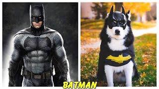 Superheroes Characters in Real Life Dogs