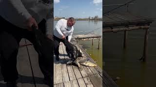 Здесь рыбы Нет