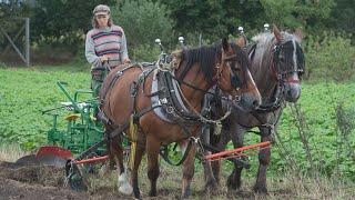Mehr als Bio in Vorpommern: Feldarbeit nur mit Pferden