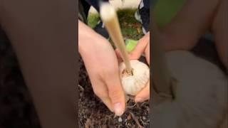 Garlic  Planting Before the Freeze  for Spring Harvest #gardening #shorts #garlic #asmrsounds