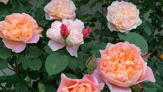 Роза Импрессионист ( Rose Impressionist ) США плетистая г. Киев 3.06.2023