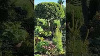 Тёплый вечер в моём саду Mein Garten ️