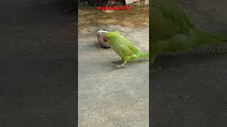 ##parrot #sound #youtube #video #shorts #funny
